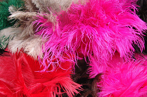 Use Ostrich Feathers