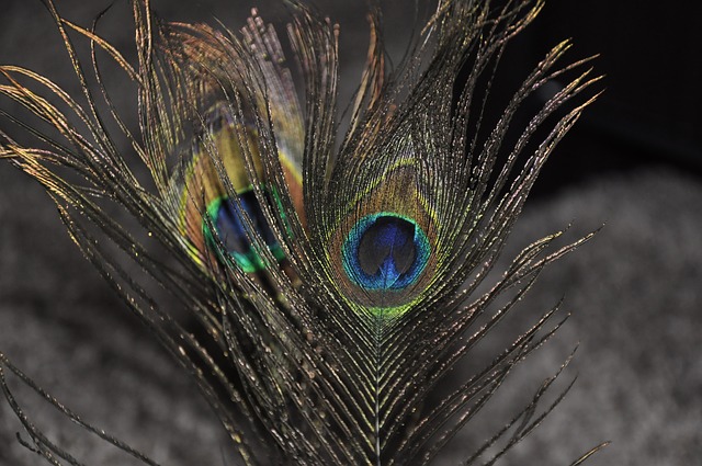 peacock feathers